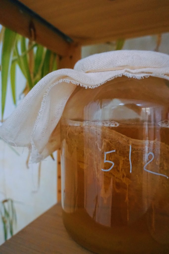 kombucha